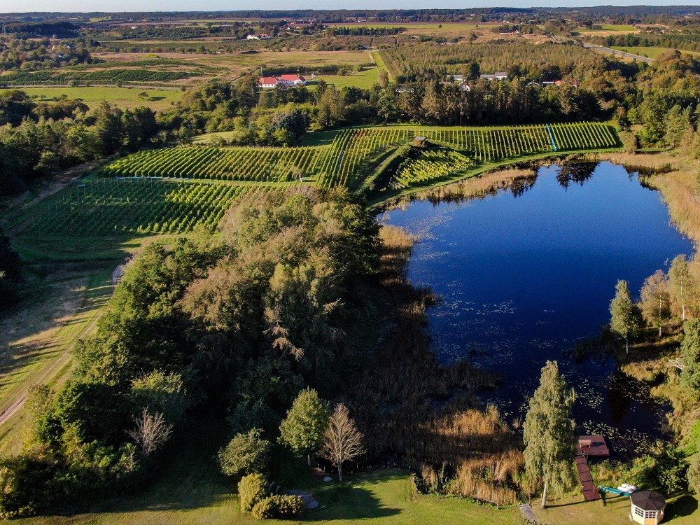 Skærsøgaard Vineyard